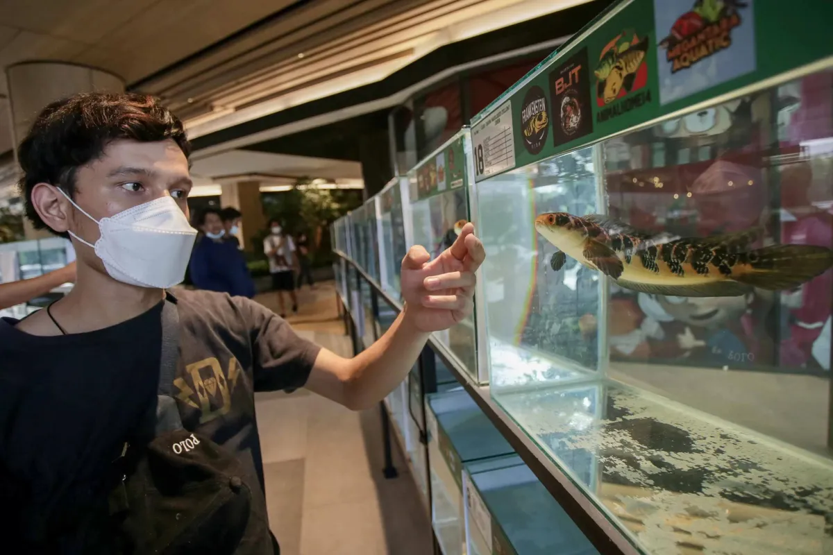 Kontes Channa di Indonesia: Hobi yang Berkembang Menjadi Ajang Prestasi dan Industri Bernilai Tinggi